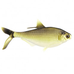 Мягкая приманка 13FISHING B.A.M.F. Shad 8/Gold Retriver