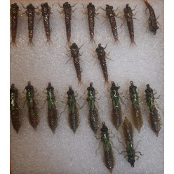 Казара огрузка вольфрам